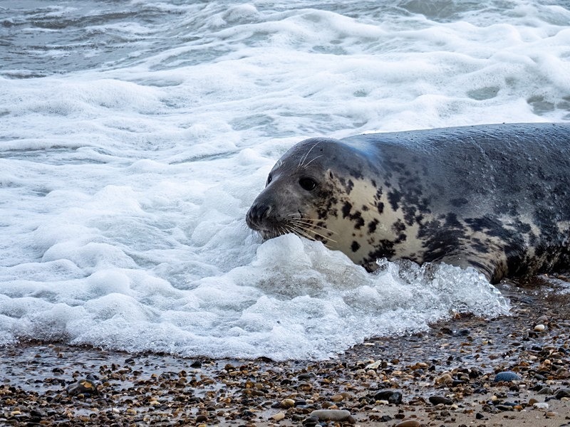 Atlantic Grey Seal - Atlantic Grey Seals