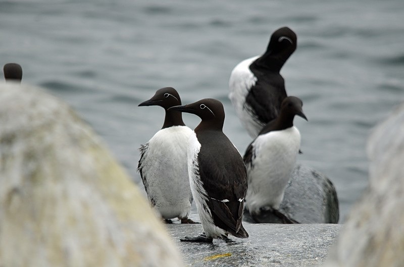 Common Guillemots - North Norway