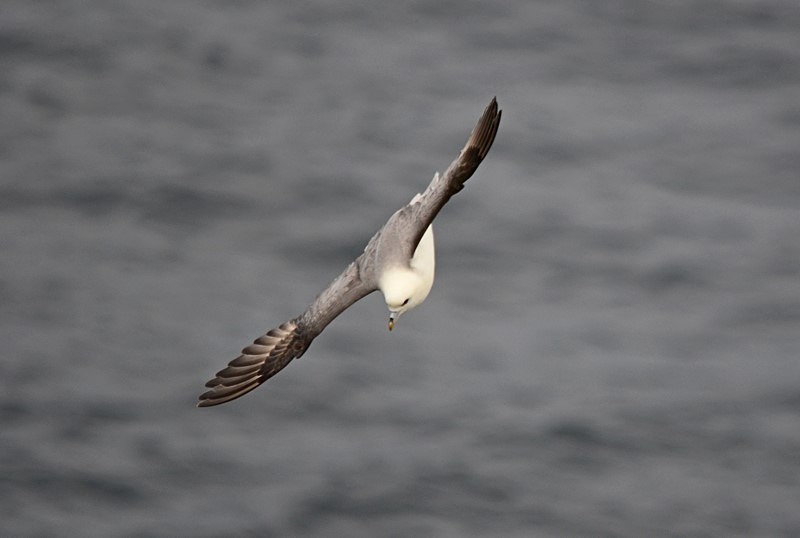 Fulmar - Fulmars