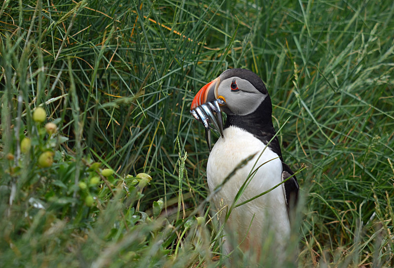 Puffin - Puffins