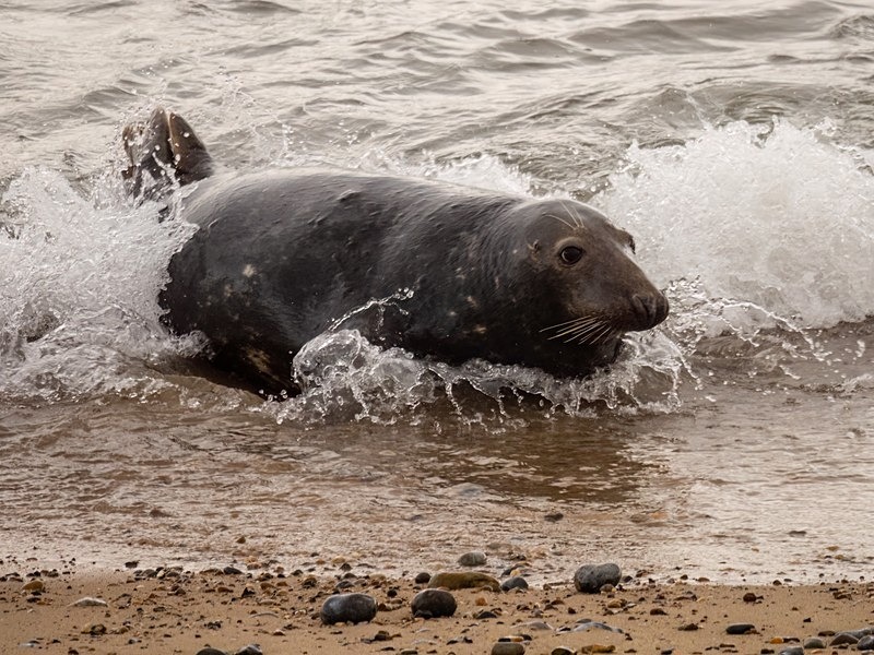Atlantic Grey Seal - Atlantic Grey Seals