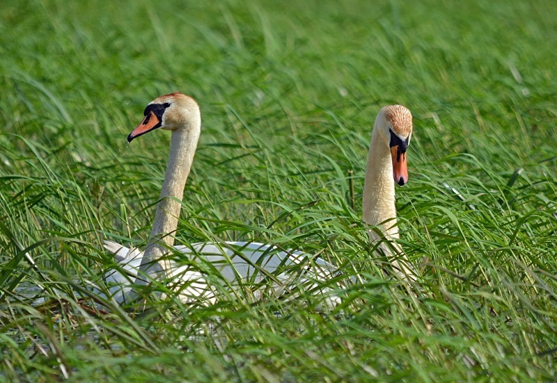 Mute Swans - North east Poland - May 2013
