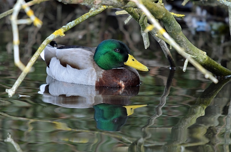 Mallard - Dabbling ducks