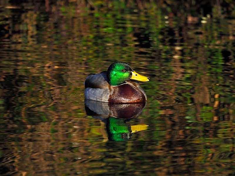 Mallard - Dabbling ducks