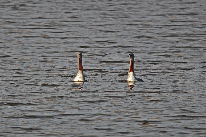 Red-throated Divers - Snæfellsnes peninsula