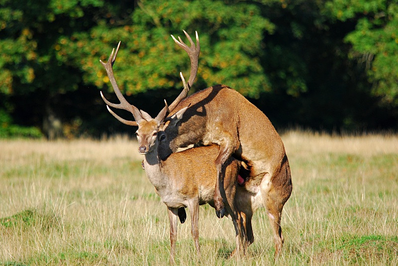 Red Deer - Red Deer