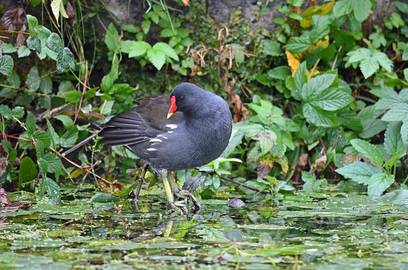 Moorhen - Crakes and rails