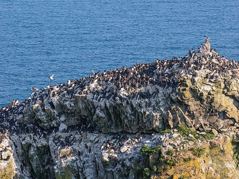 Common Guillemots - Auks