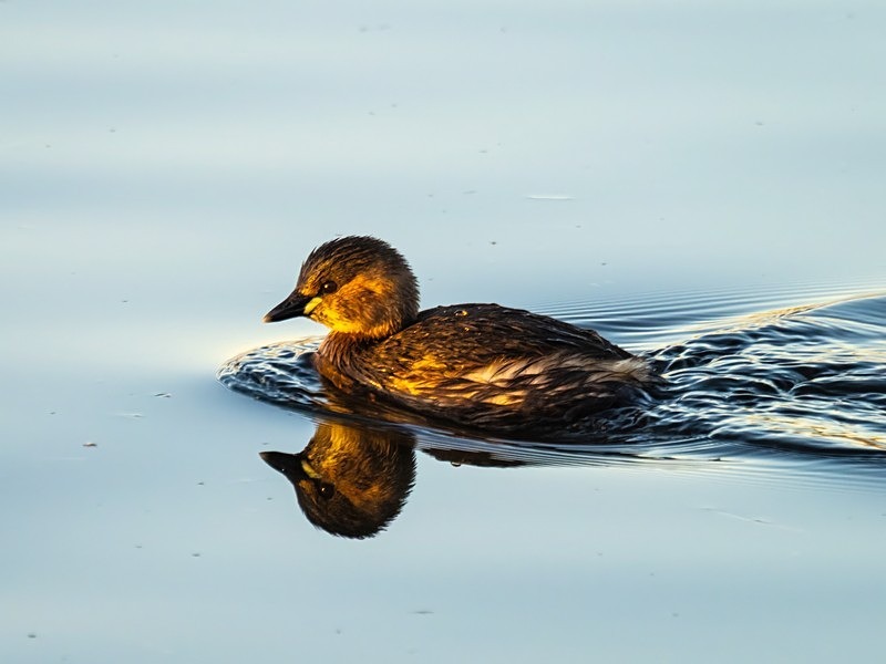 Little Grebe - Grebes