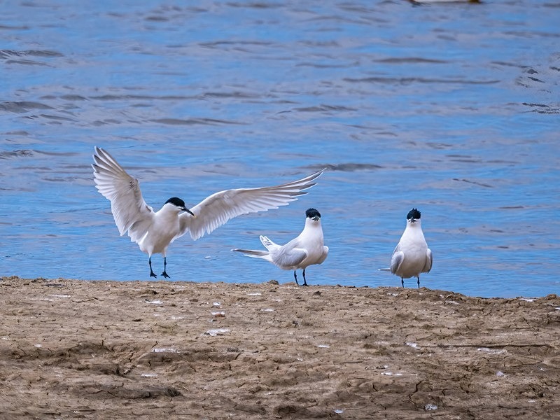 Sandwich Terns - Terns
