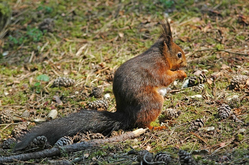 Red Squirrel - Red Squirrels