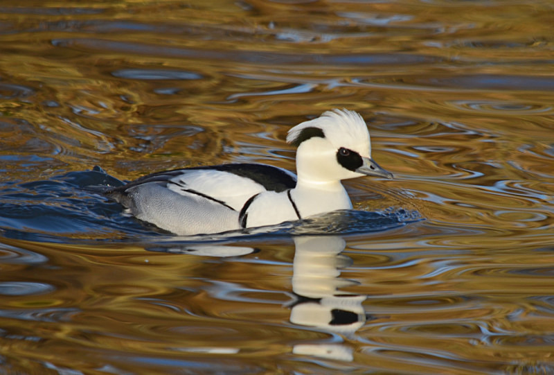 Smew - Sawbills