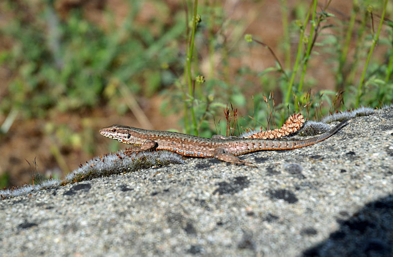 Common Wall Lizard - West Macedonia