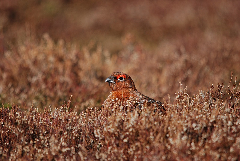 Red Grouse - Game birds