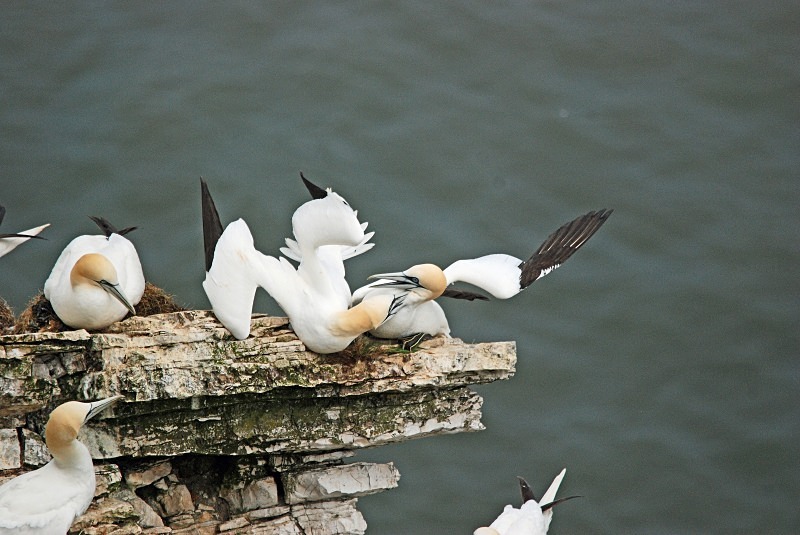 Gannets - Gannets