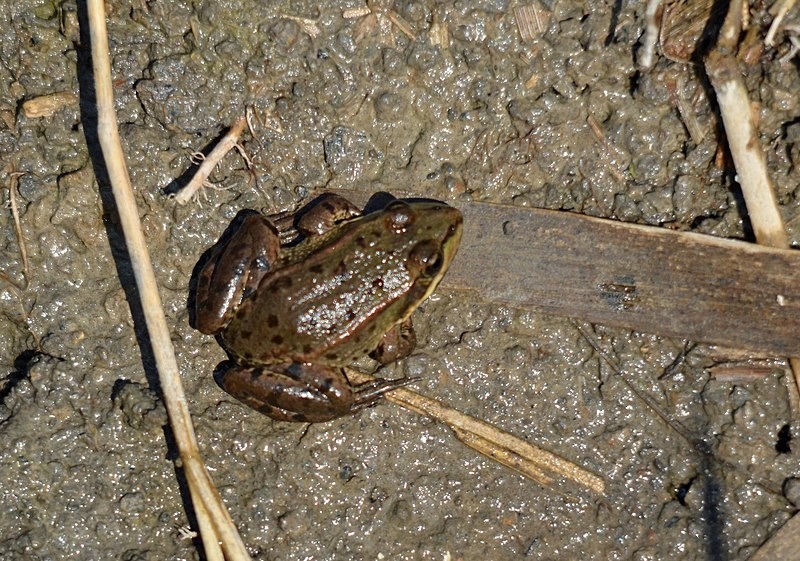 Common Frog - Frogs and toads