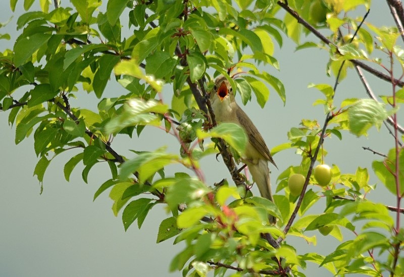 Marsh Warbler - Romania