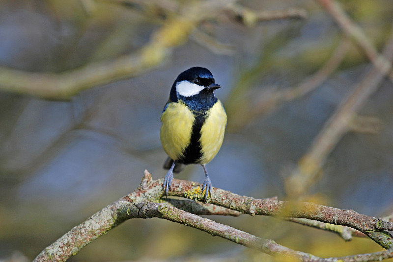 Great Tit - Tits