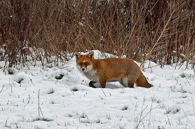 February 2021 - Red Fox - Photos of the month