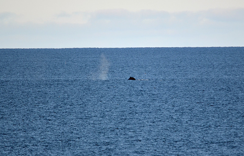 Humpback Whale - Westfjords