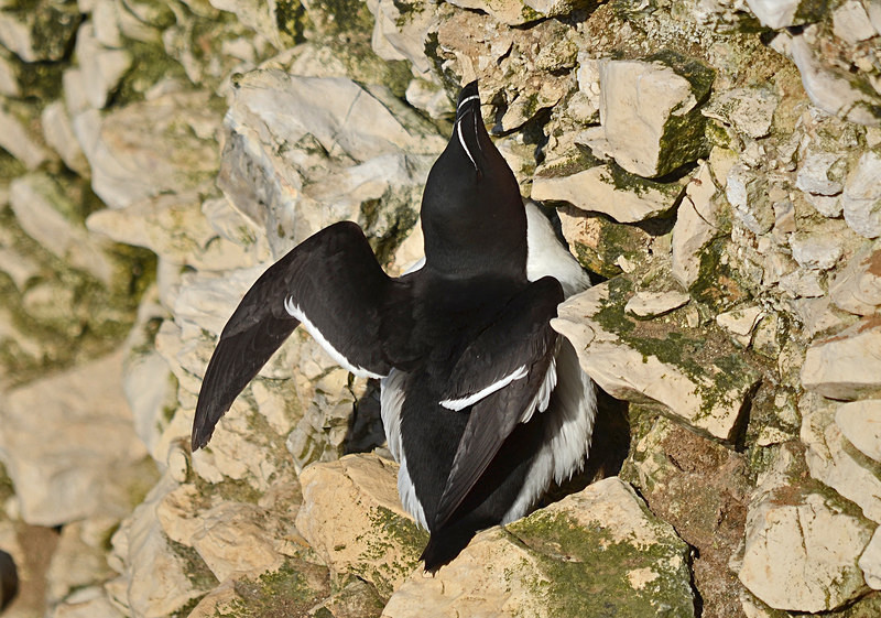 Razorbill - Auks