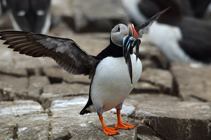 Puffin - Puffins