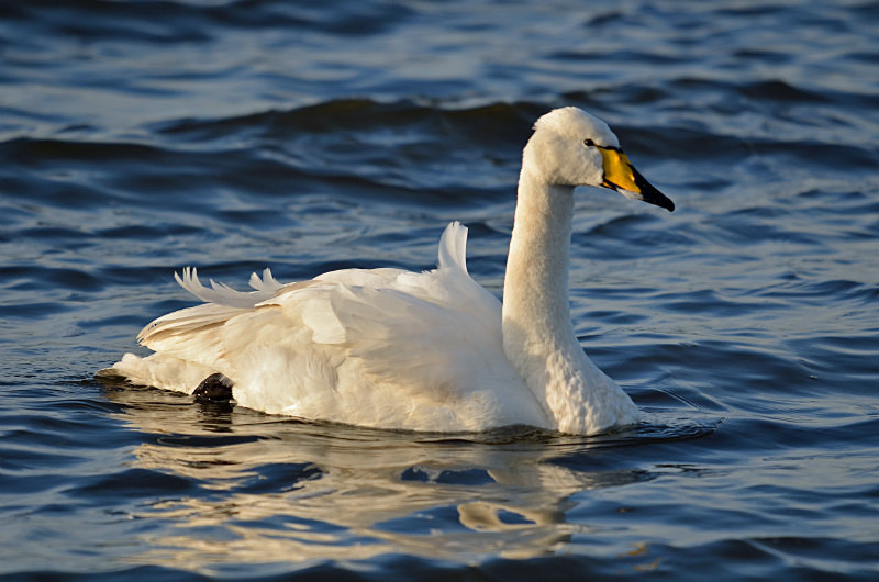 Whooper Swan - Whooper and Bewick's Swans