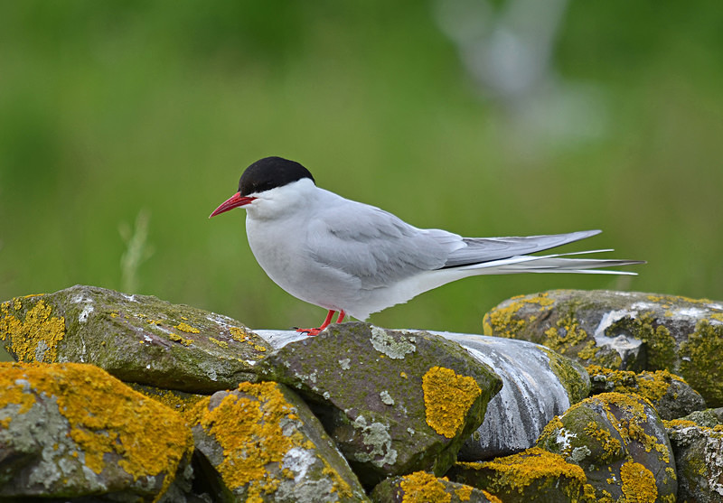 Arctic Tern - Terns