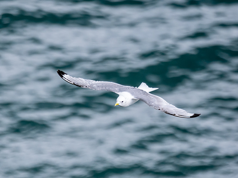 Kittiwake - Latest photos