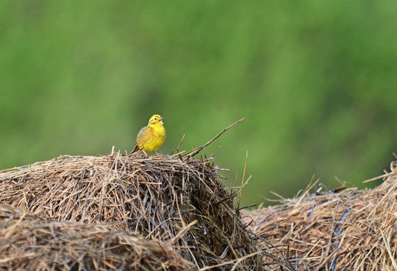 Yellowhammer - Estonia