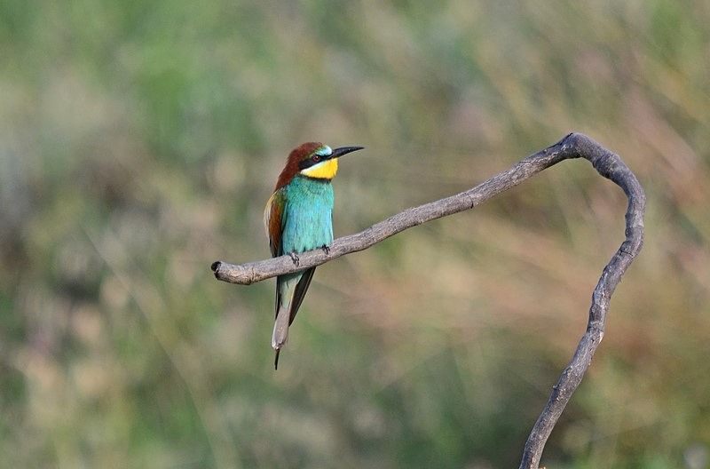 European Bee-eater - Bulgaria