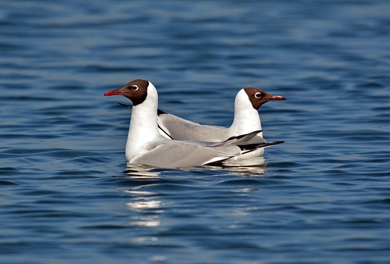 Black-headed Gulls - Gulls