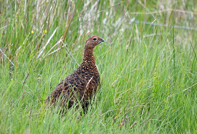 Red Grouse - Game birds
