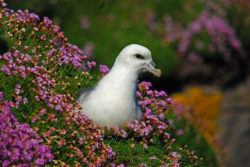 Fulmar - Fulmars