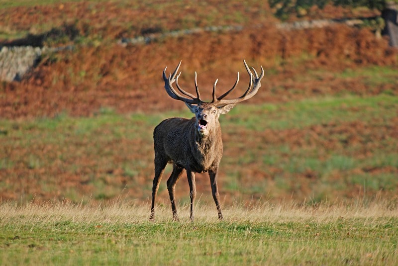 Red Deer - Red Deer