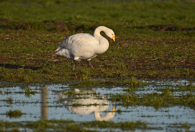 Whooper Swan - Whooper and Bewick's Swans