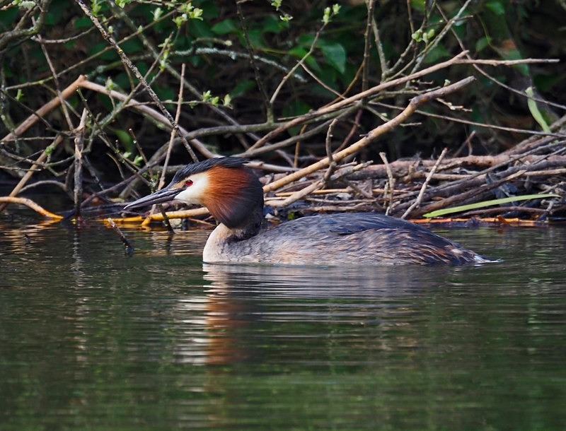 Great Crested Grebe - Grebes