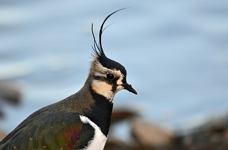 Lapwing - Plovers