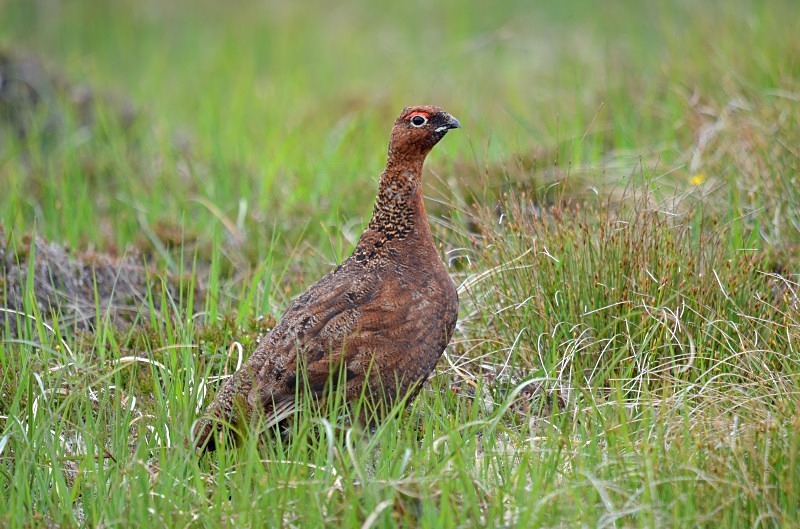Red Grouse - Game birds