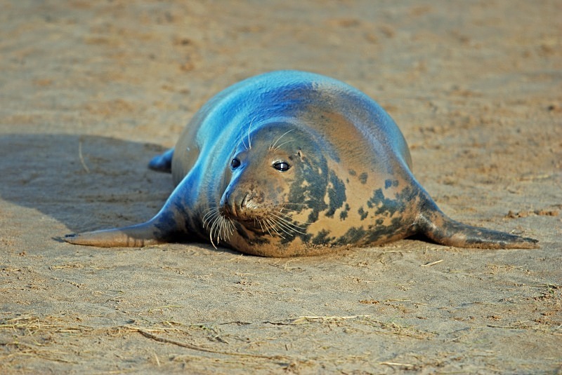 Atlantic Grey Seal - Atlantic Grey Seals