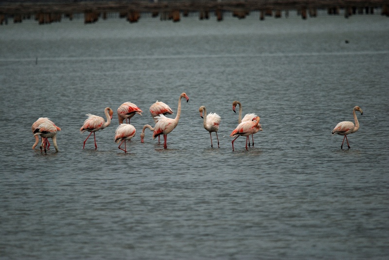 Greater Flamingos - Catalunya