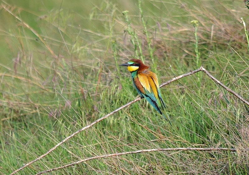 European Bee-eater - Bulgaria