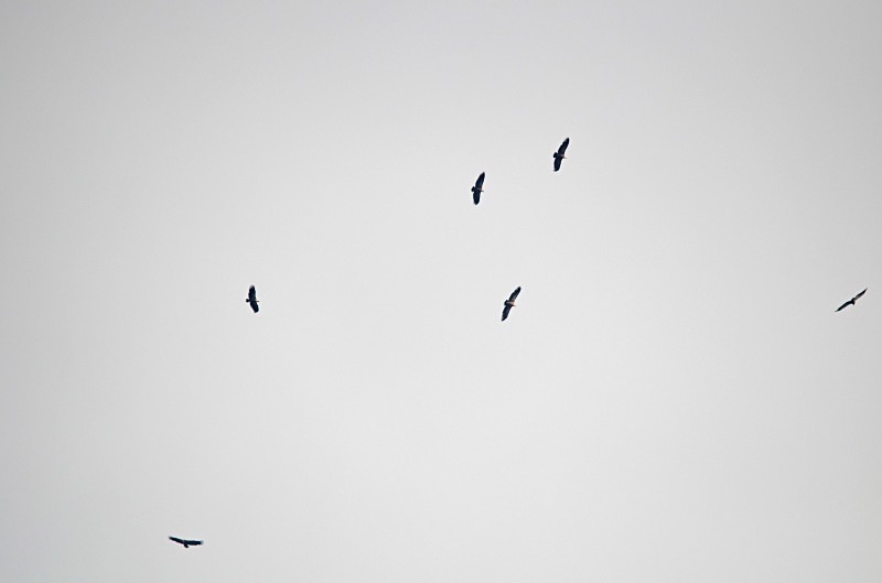 Griffon Vultures - South Spain - September 2013