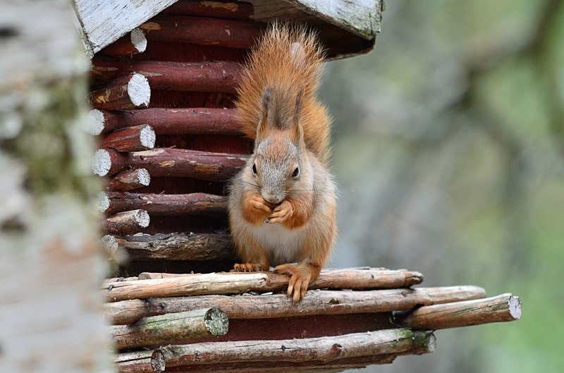 Red Squirrel - North Finland - part 1