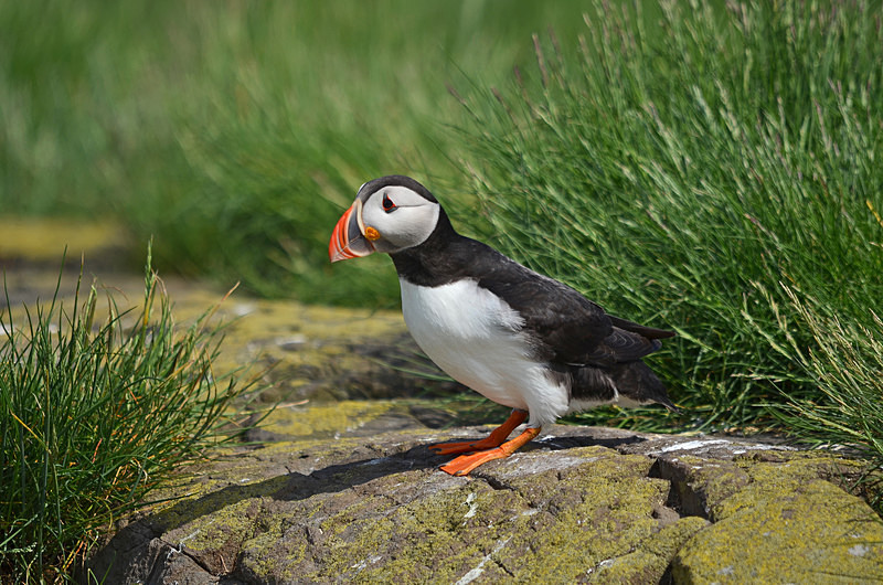 Puffin - Puffins
