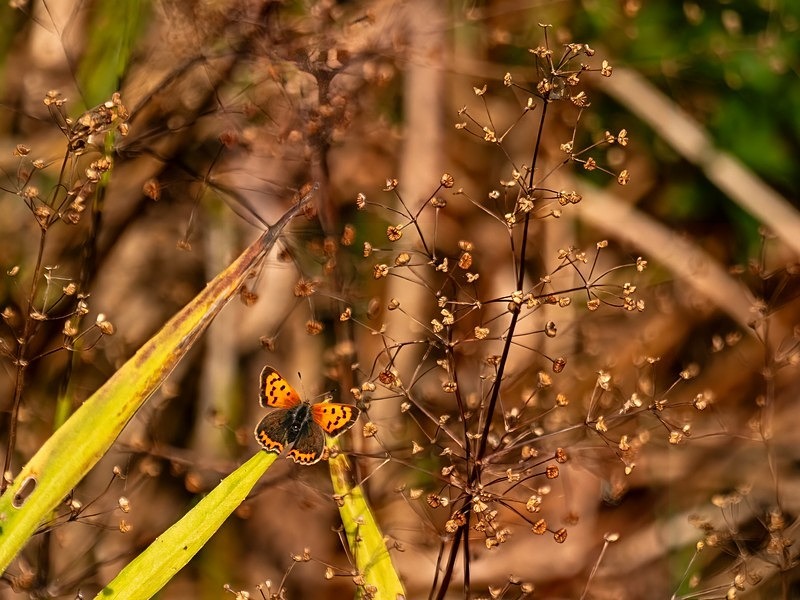 Small Copper - Butterflies