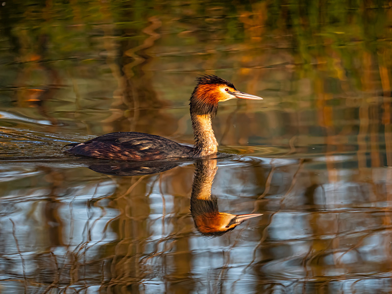 Great Crested Grebe - Latest photos