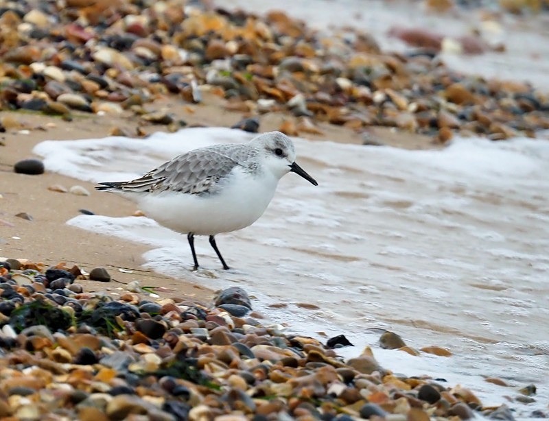 Sanderling - Sandpipers