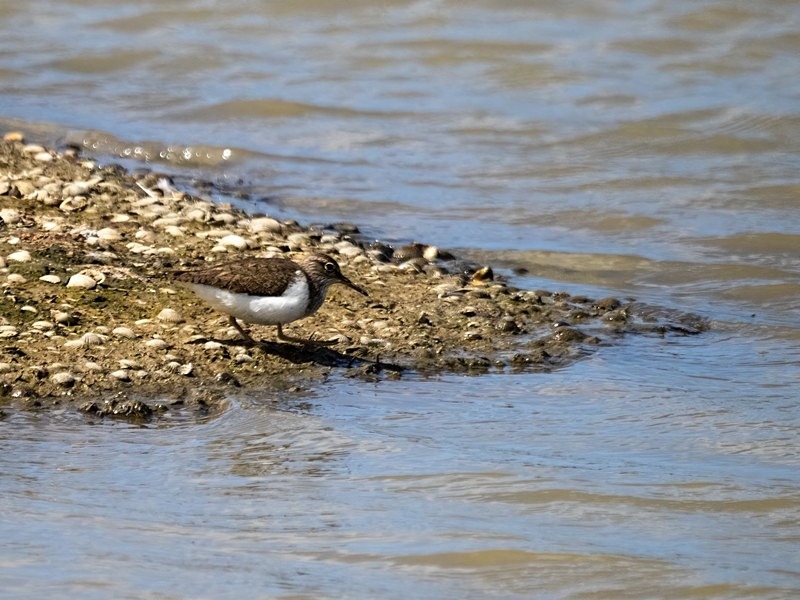 Common Sandpiper - Sandpipers