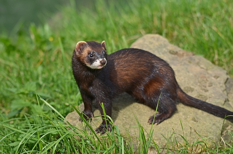 Polecat - Polecat